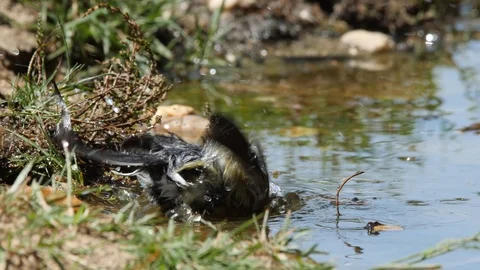 Oscine singing bird (Great tit) bathing in puddle of water - wildlife - Video stock 111476751