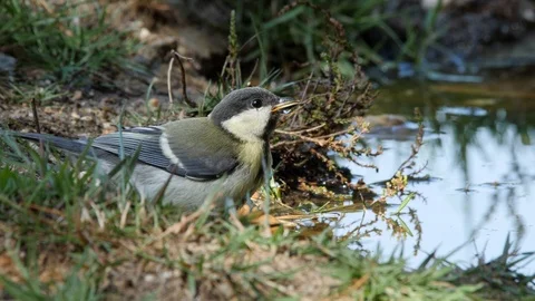 Oscine singing bird (Great tit) drinking from puddle of water - wildlife - Stock Footage 111477072