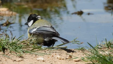 Oscine singing bird (Great tit) drinking from puddle of water - wildlife - Stock Footage 111477802