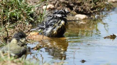 Oscine singing bird (Great tit) bathing in puddle of water - wildlife - Stock Footage 111477889
