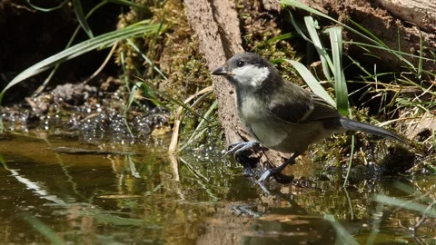 Oscine singing bird (Great tit) drinking from puddle of water - wildlife - Stock Footage 111477912