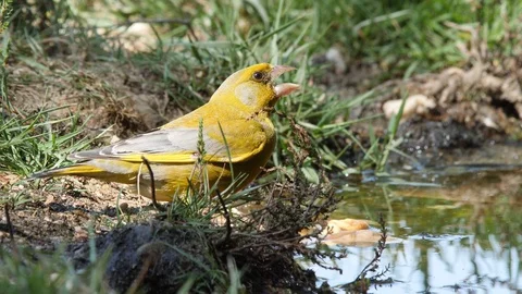 Oscine singing bird (Greenfinch) drinking from puddle of water - wildlife - Stock Footage 111477067