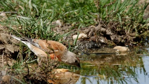 Oscine singing bird (Linnet) drinking from puddle of water - wildlife - Stock Footage 111477272
