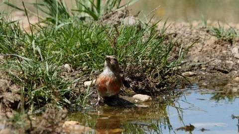 Oscine singing bird (Linnet) drinking from puddle of water - wildlife - Stock Footage 111477555