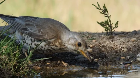 Oscine singing bird (Mistle thrush) drinking from puddle of water - wildlife - Stock Footage 111476807