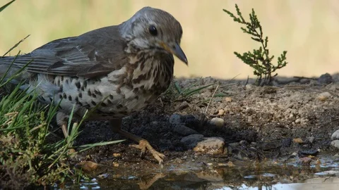 Oscine singing bird (Mistle thrush) drinking from puddle of water - wildlife - Stock Footage 111476903