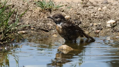 Oscine singing bird (Stonechat) bathing in puddle of water - wildlife - Stock Footage 111477733