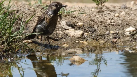 Oscine singing bird (Stonechat) bathing in puddle of water - wildlife - Video stock 111477817