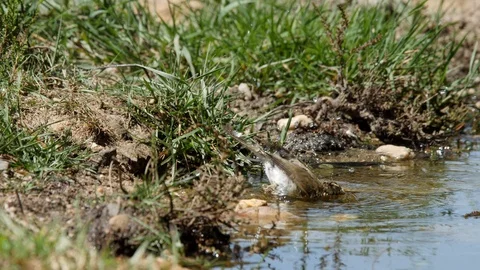 Oscine singing bird (Willow warbler) bathing in puddle of water - wildlife - Stock Footage 111477410