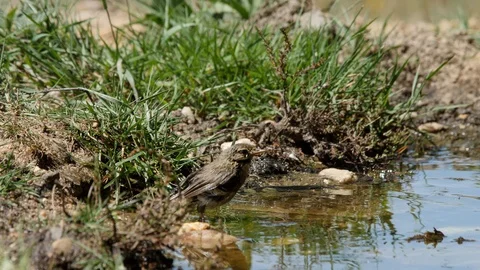 Oscine singing bird (Willow warbler) bathing in puddle of water - wildlife - Stock Footage 111477589