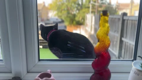 Oscuro Le Noir - Black Cat Scratching at Window to Be Let In Stock Footage 321679964