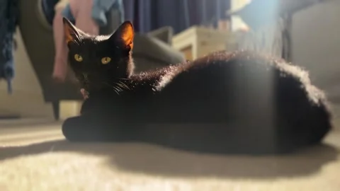 Oscuro Le Noir - Black Cat Lying in Sunbeams with Dust Particles Stock Footage 321679970