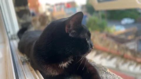 Oscuro Le Noir - Black Cat Lying on Windowsill Stock Footage 321679971