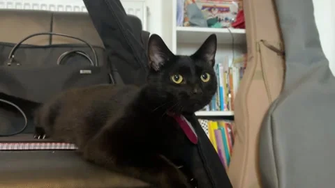 Oscuro Le Noir - Black Cat Playing with Guitar Case on Sofa Stock Footage 321679978