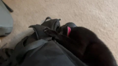 Oscuro Le Noir - Black Cat Hiding in Guitar Case Straps then Jumping Stock Footage 321679981