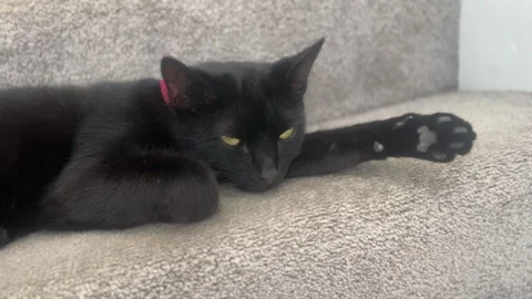 Oscuro Le Noir - Black Cat Relaxing on Carpeted Stairs Stock Footage 321679985