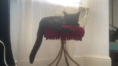 Oscuro Le Noir - Black Cat Curled Up on Red Ottoman Stock Footage 321679986