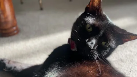 Oscuro Le Noir - Black Cat Stretching and Changing Position in Sunbeams Stock Footage 321679987