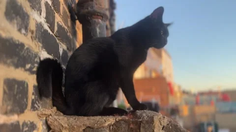 Oscuro Le Noir - Black Cat in Profile on Windowsill on Sunny Day Stock Footage 321679988