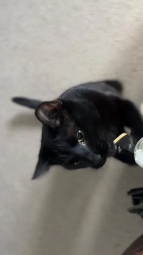 Oscuro Le Noir - Black Cat Playing with and Biting Guitar String Stock Footage 321679989