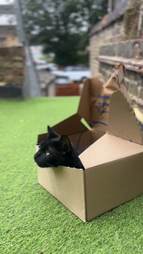 Oscuro Le Noir - Black Cat Peeking from Cardboard Box Stock Footage 321679990