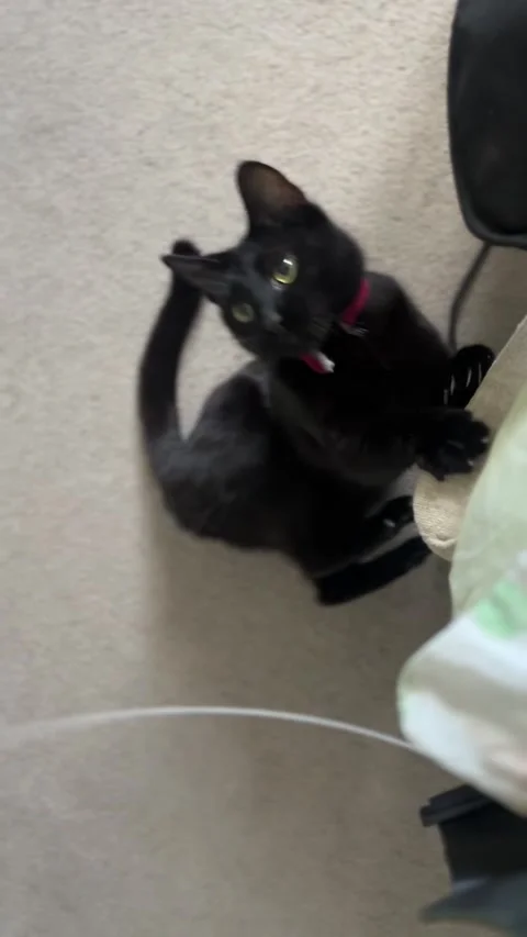 Oscuro Le Noir - Black Cat Reaching for Guitar String Stock Footage 321679991