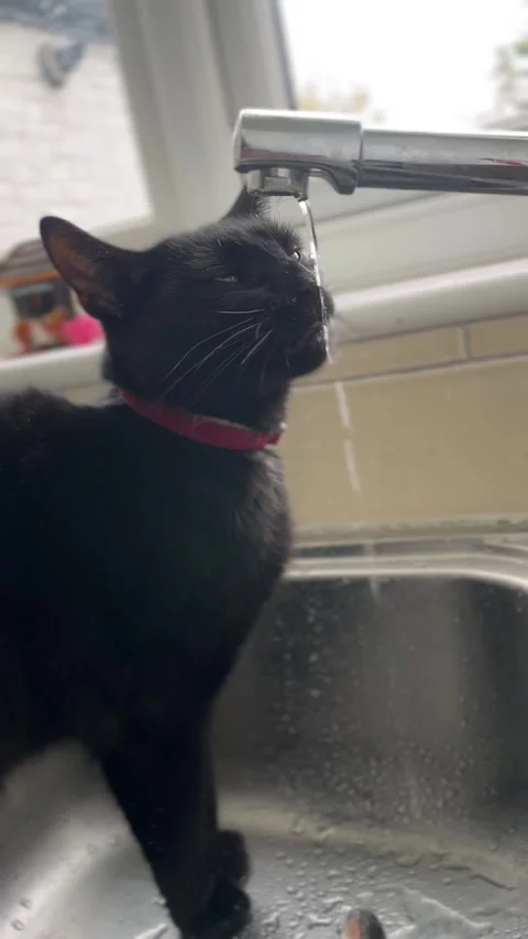 Oscuro Le Noir - Black Cat Drinking Water from Kitchen Tap Stock Footage 321679992