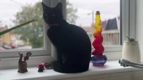 Oscuro Le Noir - Posing by Window - Black Cat with Amber Eyes in 4K Stock Footage 321679963