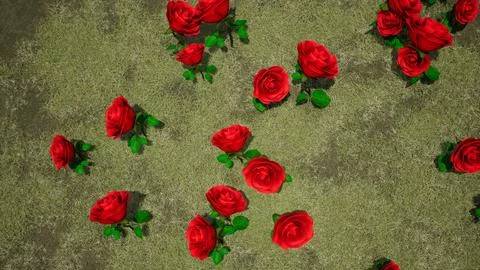 Oses on a meadow with grass view from the top Valentine holidays holidays love c Stock Photos