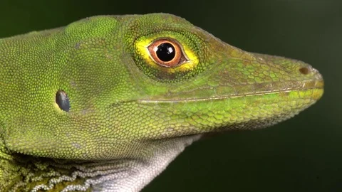 O'Shaugnessey's Anole (Anolis gemmosus). Stock Footage