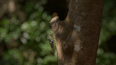 Oshima Cicada Chirping in Okinawa. Stock Footage 318870382