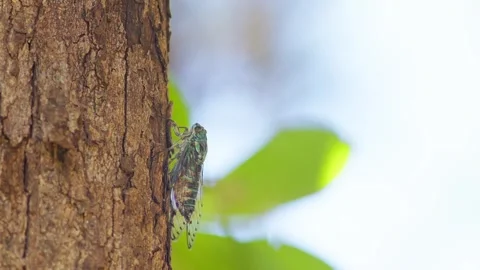Oshima Cicada Chirping in Okinawa. Stock Footage 318870623