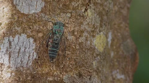 Oshima Cicada Chirping in Okinawa. Stock Footage 318870633