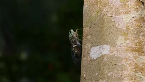 Oshima Cicada Vocalising on Tree. Stock Footage 319375112