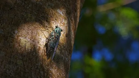 Oshima Cicada Vocalising on Tree. Stock Footage 319375444