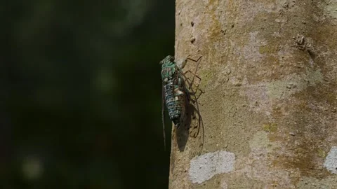 Oshima Cicada Vocalising on Tree. Stock Footage 319375682