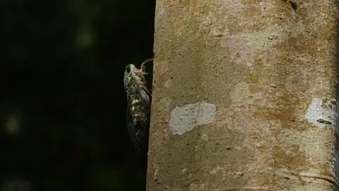 Oshima Cicada Vocalising on Tree. Stock Footage 319375767