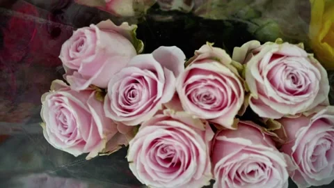 Osiana rose Stock Footage 320958756