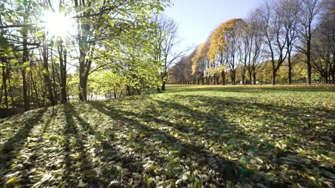 Oslo park in fall with yellow trees and sun in Norway Stock Footage 264610796