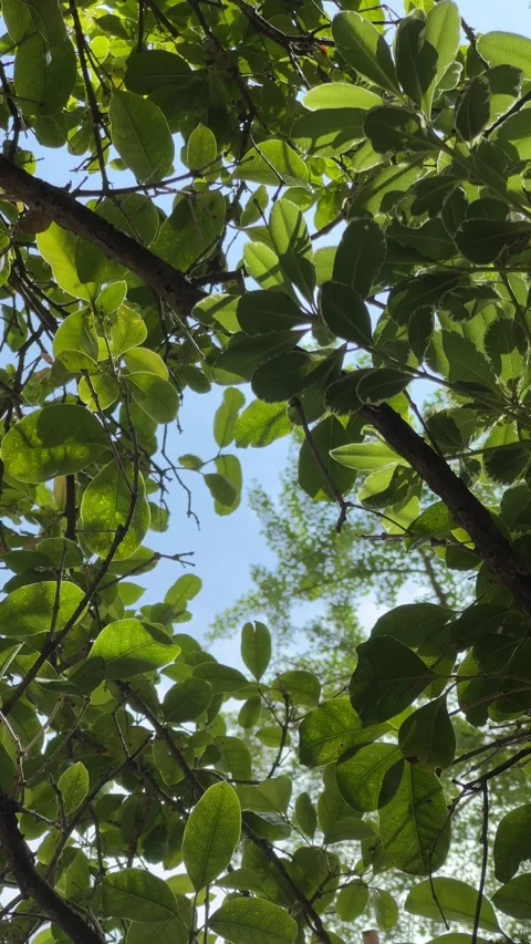 Osmanthus Tree Swaying in the Wind, Blue Sky Video stock 274363699