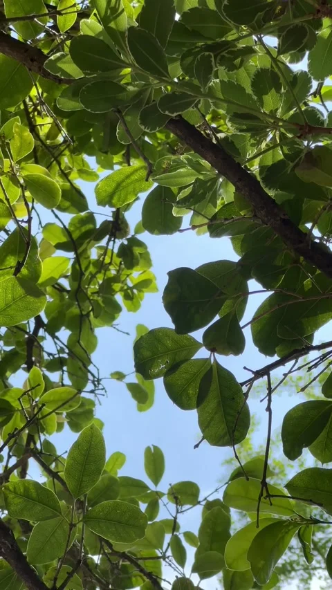 Osmanthus Tree Swaying in the Wind, Blue Sky Video stock 274363797