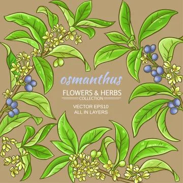 Osmanthus vector frame Illustrazione stock