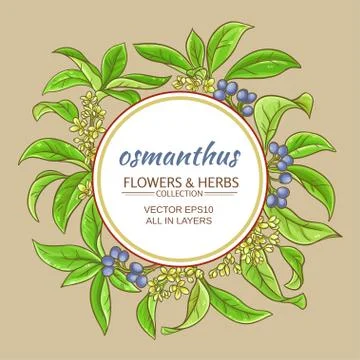 Osmanthus vector frame Stock Illustration