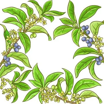 Osmanthus vector frame Illustrazione stock