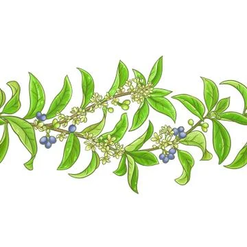 Osmanthus  vector pattern Stock Illustration