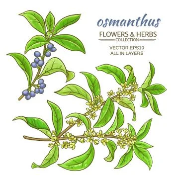 Osmanthus vector set Stock Illustration