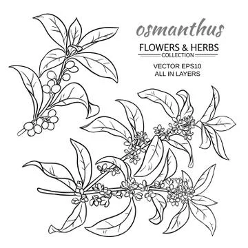 Osmanthus vector set Stock Illustration
