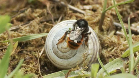 Osmia bicolor (red-tailed mason bee) recycling an empty snail shell Stock Footage 106392989