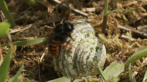 Osmia bicolor (red-tailed mason bee) Stock Footage 106393000