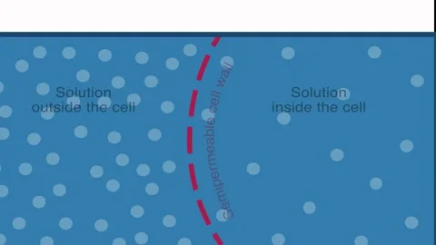 Osmosis, Hypertonic Solution Stock Footage 194823197